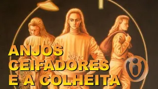 PROGRAMA VIDA INTELIGENTE - ANJOS CEIFADORES E A COLHEITA