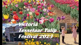 2023 Tesselaar Tulip Festival @ Melbourne, Australia 墨爾本鬱金香節