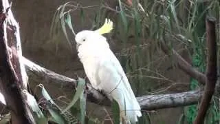 LES OISEAUX AUSTRALIENS...