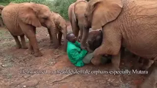 The Rescue of Kithaka | Sheldrick Trust