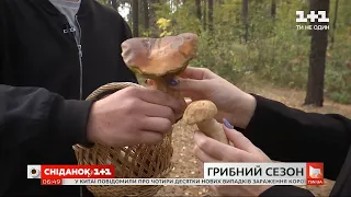 Грибний сезон: де збирати гриби та скільки вони коштують на ринках