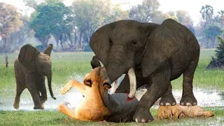 Elephant Revenge! Elephant Madly Attacked The Lions When Witnessing The Death Of Their Comrades