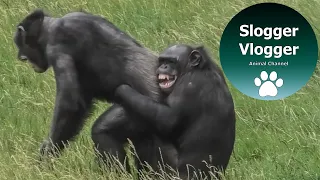 Chimps - Sometimes You Just Need A Hug