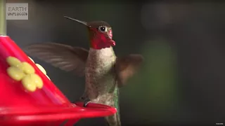 Hummingbirds in Slow Motion! | Earth Unplugged