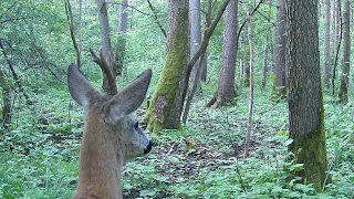 Nagrania z fotopułapki odc. 3