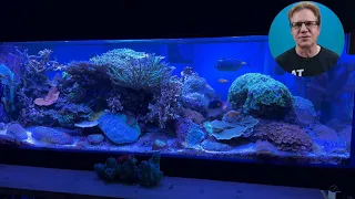 Let's talk about deep cleaning a reef