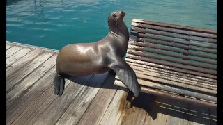 Выступление морских котиков и кормление рыбки | Oceanarium Explorer Fuerteventura