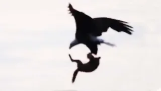 Birds of Prey Attacks. Eagle. Compilation.