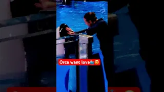 Orca wants love😍🐳 #viral #killerwhales #orcaencounter #video #youtube #shorts #youtubeshorts