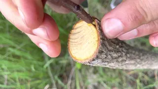 Persimmon/Arrowhead Grafting