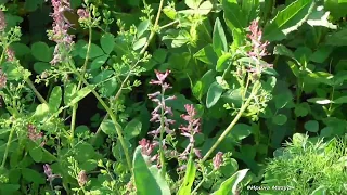 Дымянка лекарственная ( Fumaria officinalis)