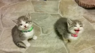 Kittens want attention 2016/05/22