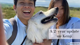 2-year update on Kenji! White Swiss Shepherd