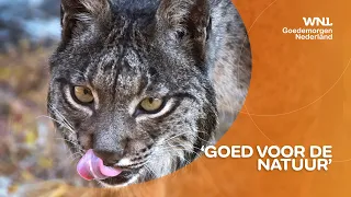 Ook de lynx lijkt terug te keren in Nederland: 'Kan een wolf doden'