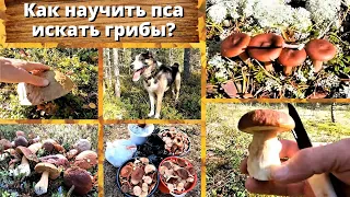 Как научить пса искать грибы?