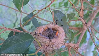 Olive Feeds Her 8 and 9 Day Old Hummingbird Chicks, then Hangs out, and then one does Wing Floppies