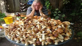 GIANT Mushrooms (2023). Picking WILD MUSHROOMS 2023, Extreme Boletus Mushrooms, mushrooms picking.