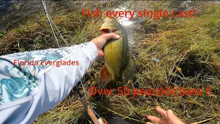 Fly fishing for peacock bass in the Florida Everglades insane bite(every single cast)