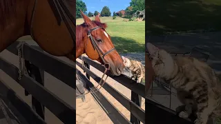Adorable Kitten Gives Kisses to Horse!