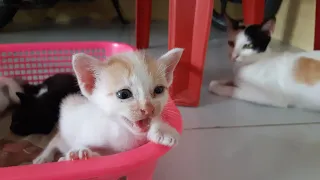 cat videos meowing #kucing #kucinglucu #catvideos