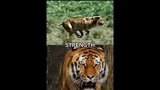 Smilodon vs Siberian Tiger #shorts #edit #1v1