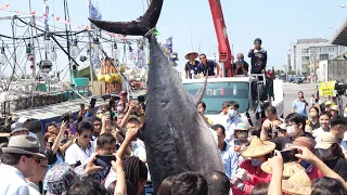 301kg Taiwan First Bluefin Tuna auctioned for big money - $100,000東港第一鮪