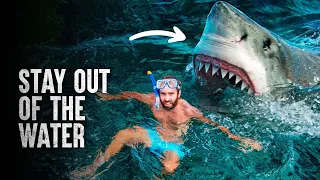 How I Survived a Shark Attack