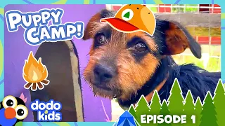 Why Are These Rescue Puppies At Sleepaway Camp?! | Dodo Kids | Dog Days Of Summer Camp | Episode 1