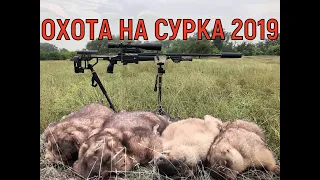 ОХОТА на СУРКА - 2019, MARMOT HUNTING - 2019