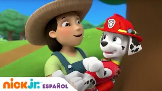 PAW Patrol | PAW Patrol salva a un buhito |  Nick Jr. en Español