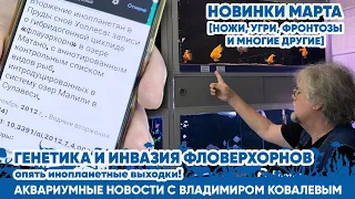 Аквариумные новости с Владимиром Ковалевым (08.03.2024). Генетика и инвазия Фловерхорнов.