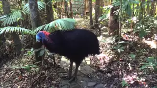 Cassowary territorial rumbling.