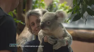 Aventures de médecine - Des vétérinaires en action