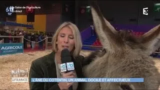 ANIMAUX : L'âne du Cotentin, un animal docile et affectueux