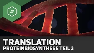 Die Translation - Proteinbiosynthese Teil 3