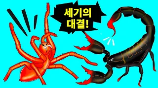 지구에서 가장 큰 거미와 전갈이 붙으면 누가 이기게 될까요?