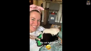 Cats Who Are Broken! (A Compilation)
