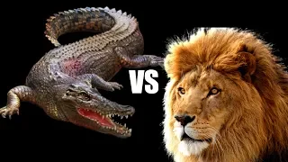 Lion VS Crocodile Great Battle | Most Amazing Moments Of Wild Animal Fight