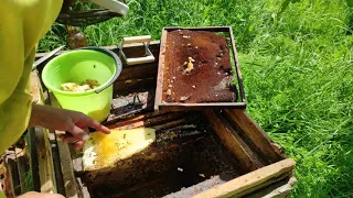 Пчеловодство.Роеловство.Проверка бродячих роёв залетевших в улья на пасеке.Расширение гнезда.