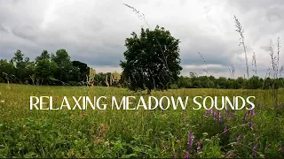🌳 Relaxing Meadow with Ambient Nature Sounds, Birds singing, Wildflowers, Butterflies 🦋