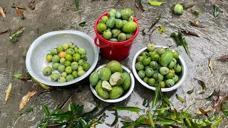 বৃষ্টিতে ভিজে ভিজে আম কুড়ালাম আমরা সবাই আর কতো মজা করলাম তা জানতে হলে পুরো ভিডিও দেখবেন