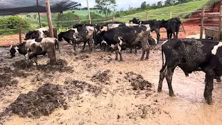 Confinamento em dias de chuva no puro grão