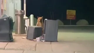 Bear Plays Peek-a-Boo In Garbage