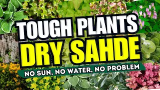 😱 Top 15 Tough Plants for Dry Shade Spots! 🌼 NO SUN, NO WATER, NO PROBLEM! 💖