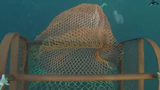 See how fishermen catch hundreds tons scallops on the sea-Amazing catching processing scallops