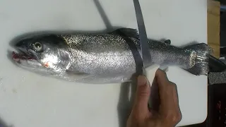 Redneck 101- How to Fillet Rainbow Trout Quickly