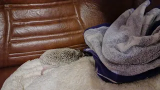 Mother hedgehog carry baby in her mouth