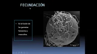 Fecundacion y 1º Semana de Desarrollo