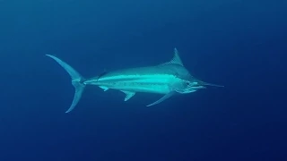 How we get big marlin to bite