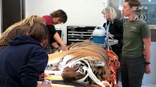 Oakland Zoo Veterinarians Perform Tiger Examination